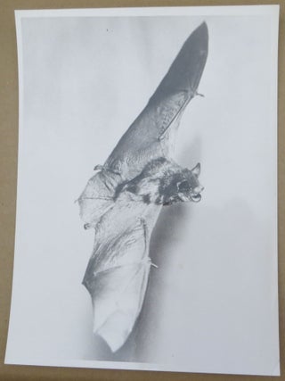 Flash! Seeing the Unseen by Ultra High Speed Photography